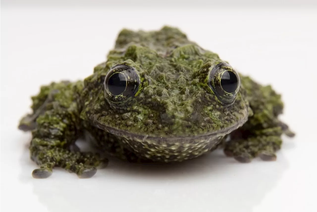 From axolotls to poison dart frogs, new Aquarium of the Pacific exhibit features amphibians for all