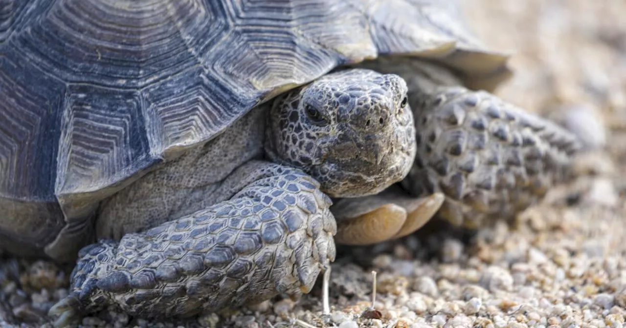 Good news for desert tortoises: Stretch of Mojave Desert gets federal protections