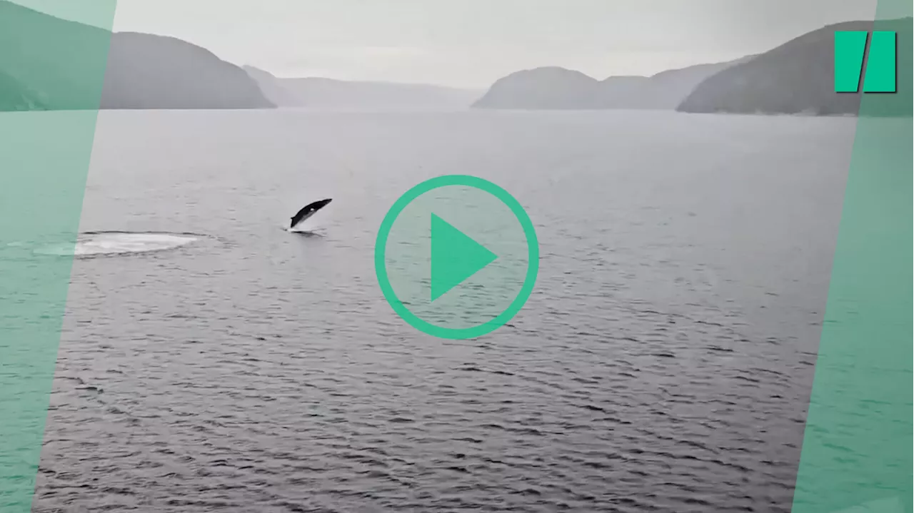 Au Québec, cette baleine enchaîne les sauts hors de l’eau et fascine l’équipage d’un ferry