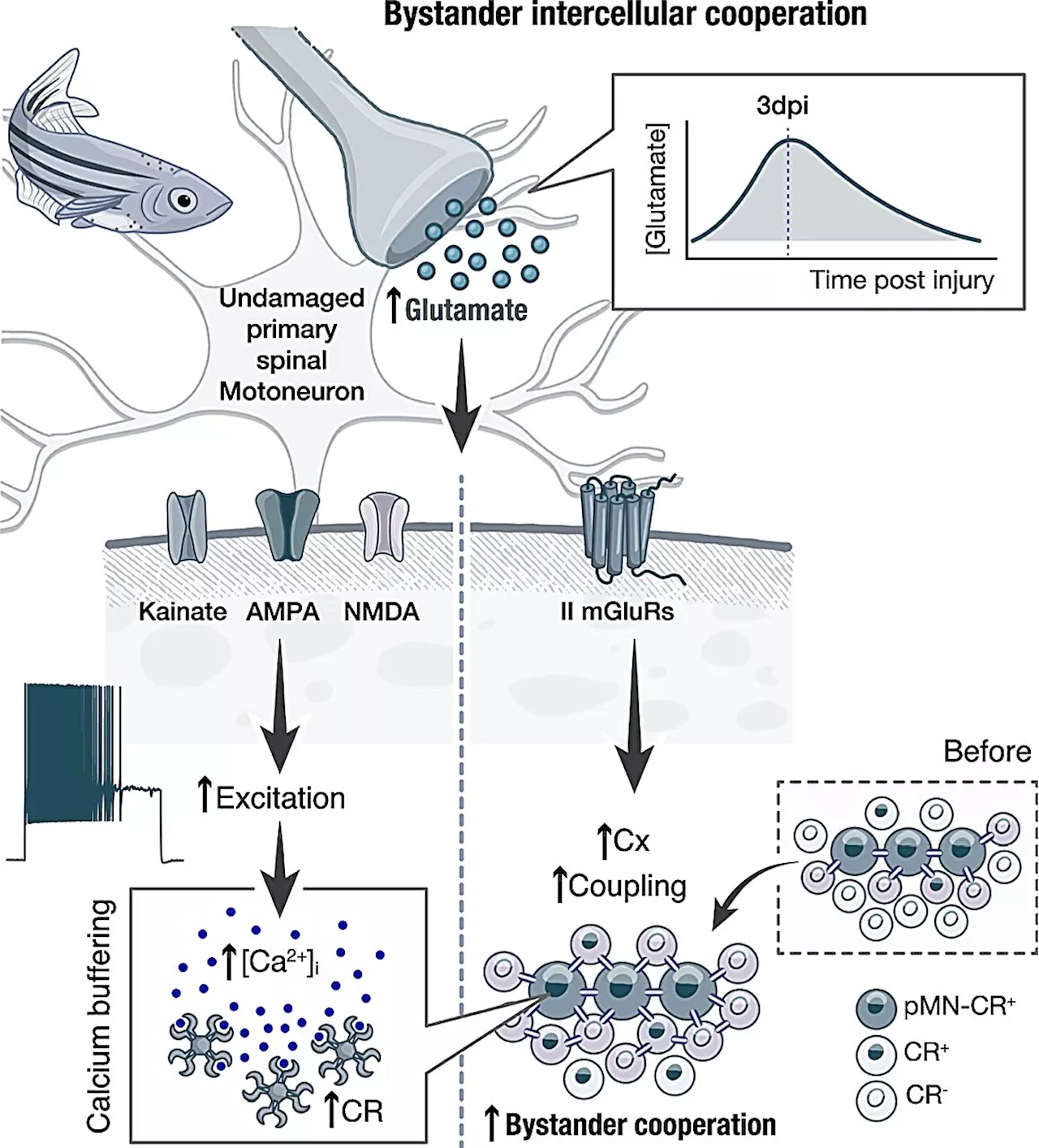 Researchers show gap junctions in zebrafish neurons give hope for future treatment of spinal cord injury