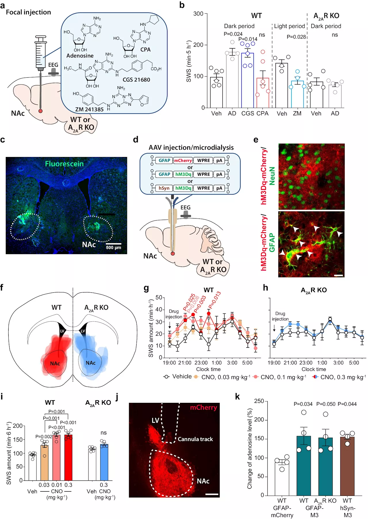 Study develops light-activated drug targeting receptors in the brain that induce sleep