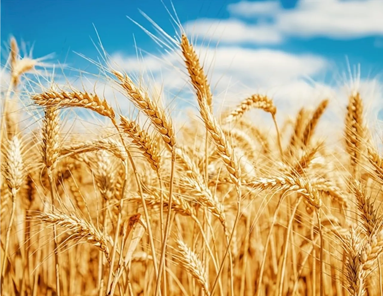 Harnessing molecular pathways governed by key gene to enhance wheat yields