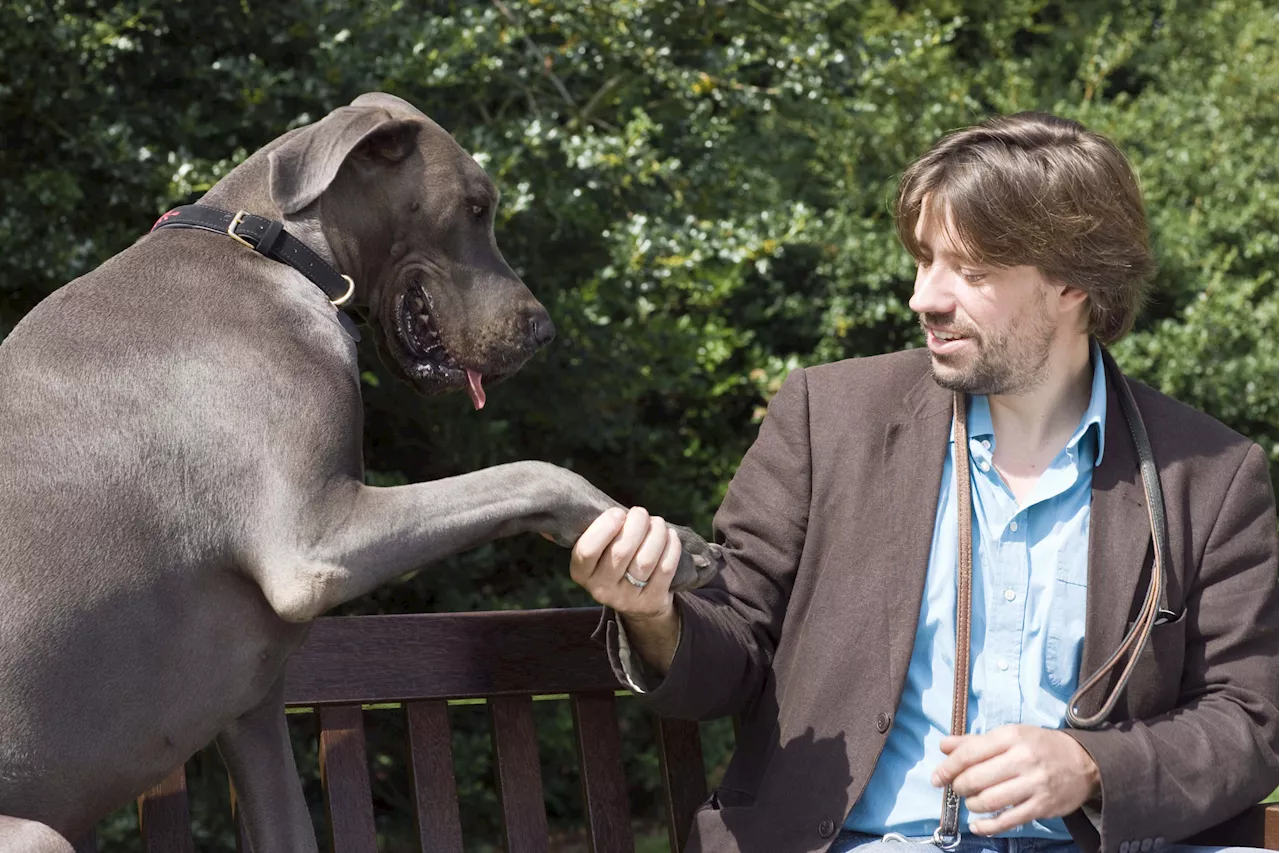 Great Dane Reacts to Being Picked Up for First Time Since Puppyhood: 'Baby'