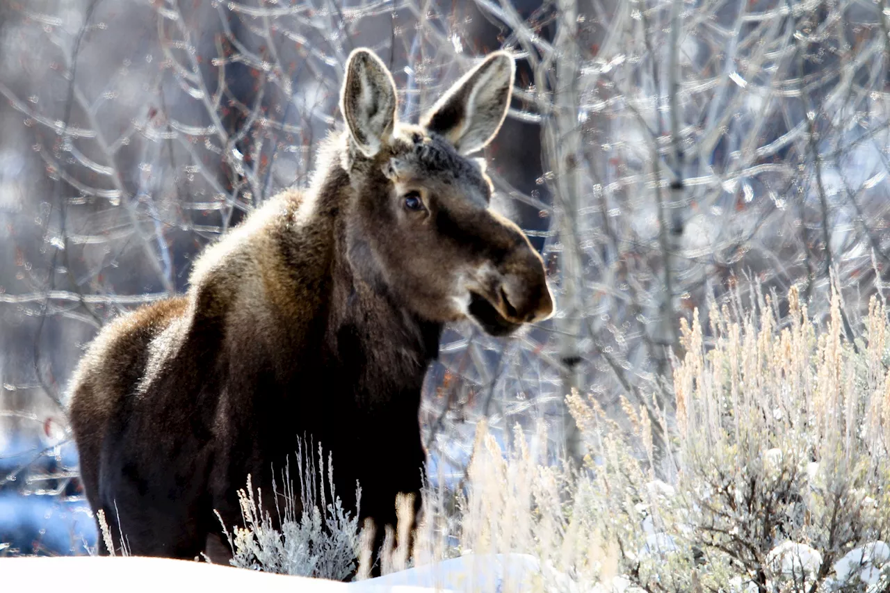 Moment Moose and Cat Enjoy Each Other's Company Delights Internet