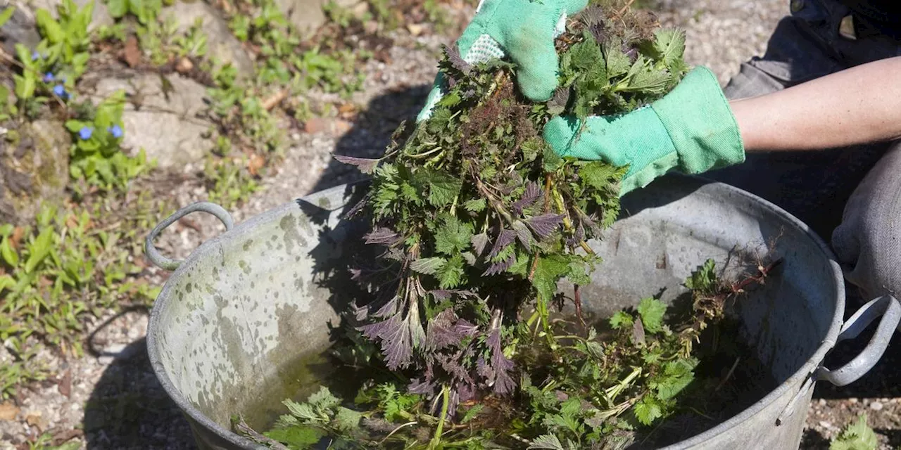 12 D&uuml;nger zum selber machen (organisch f&uuml;r Pflanzen und Blumen)