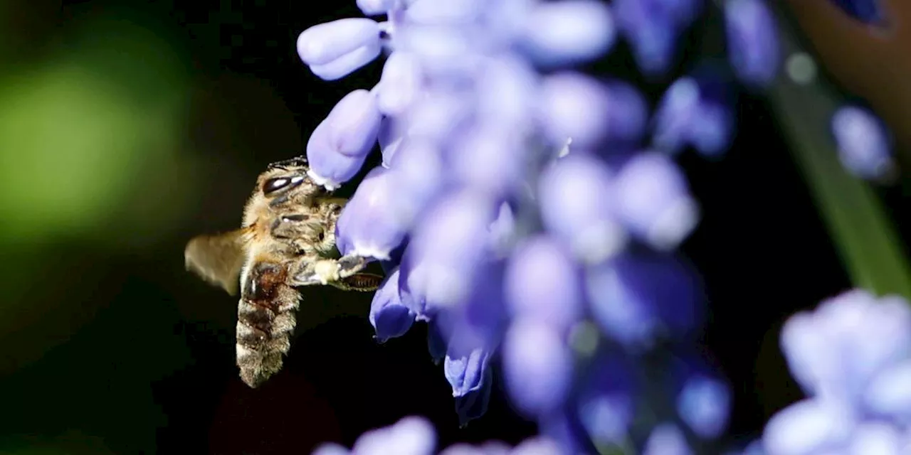 Bienen vertreiben: Mit diesen Mitteln halten Sie sie fern