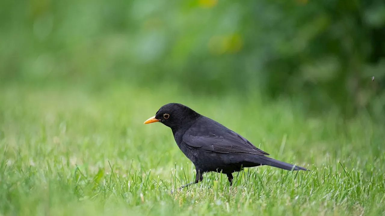 Hamburg & Schleswig-Holstein: Vögel-Zähl-Aktion des NABU: Amsel in Hamburg am häufigsten