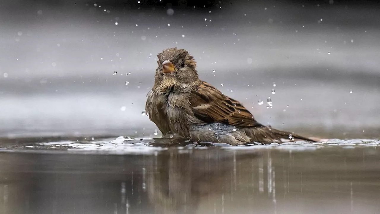 Nordrhein-Westfalen: Vogelzählung: Spatz, Kohlmeise und Amsel am häufigsten