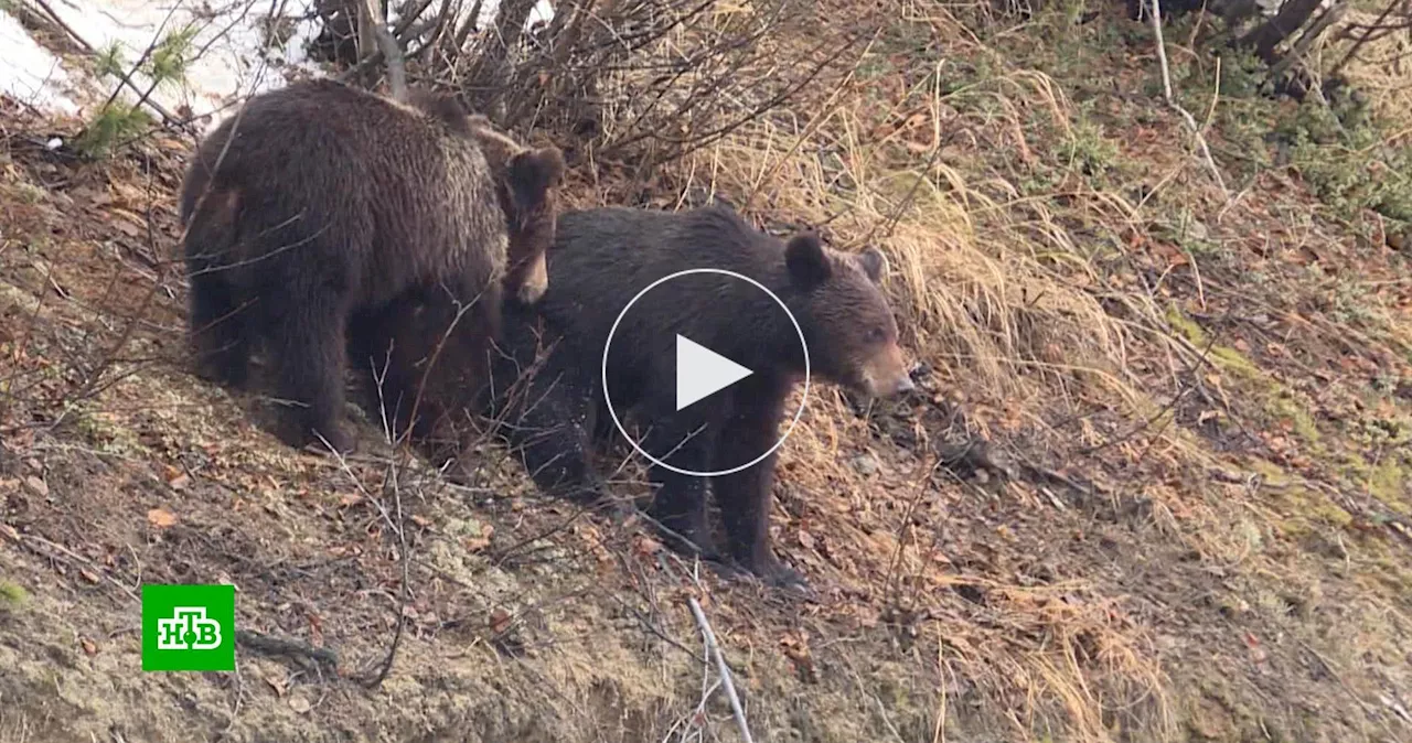 В Магаданской области пенсионерка прогнала медведя: видео