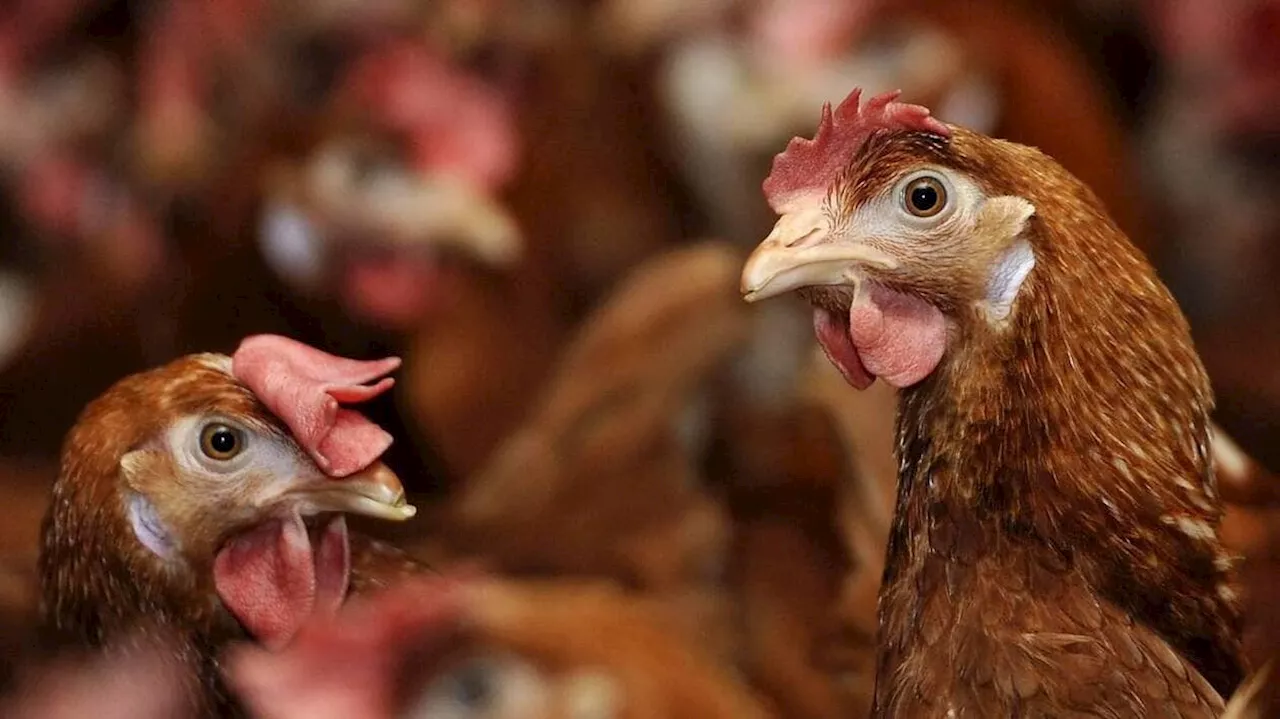 Dans l’Yonne, un camion transportant 7 000 poulets entassés dans des cages se couche sur la route