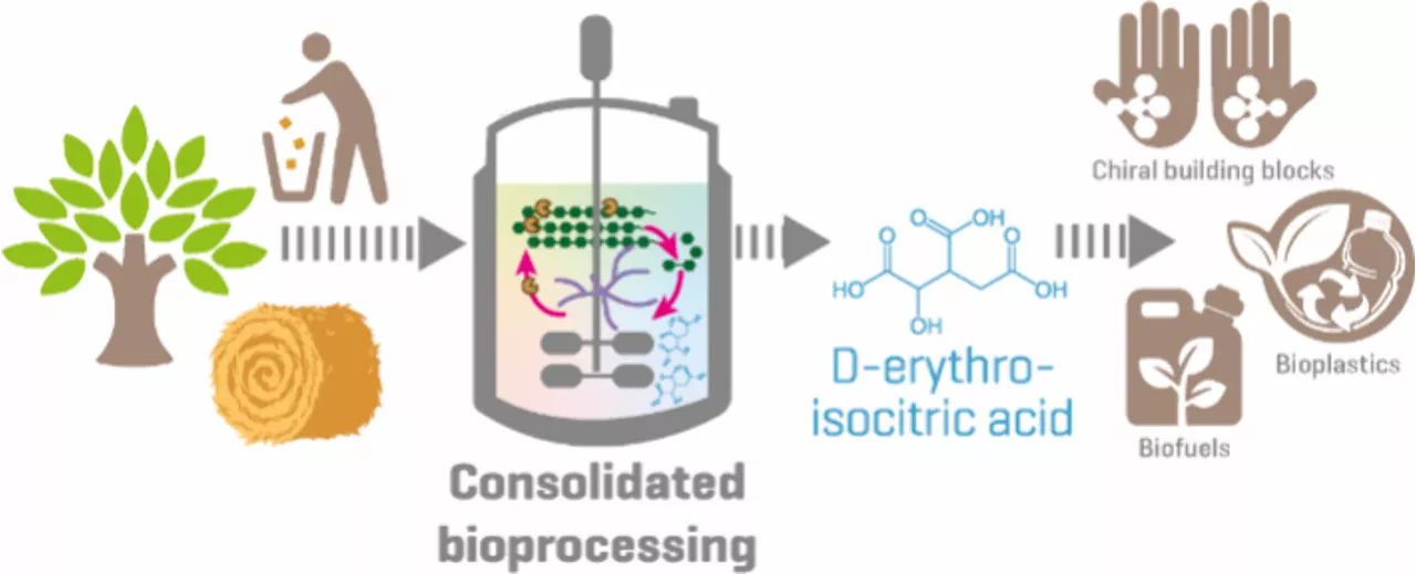 A fungus converts cellulose directly into a novel platform chemical