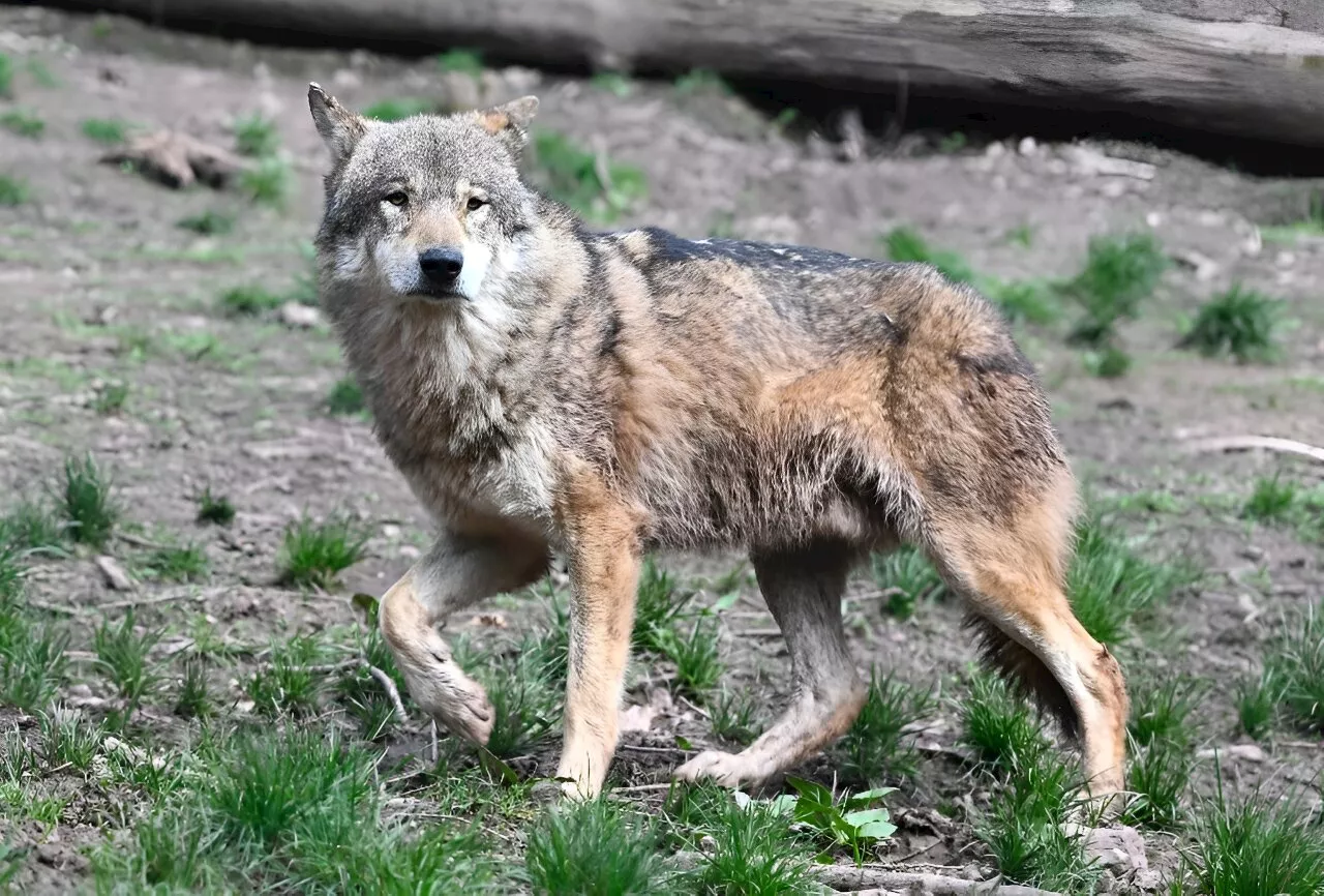 Culling controversy as French wolf population falls in 2023