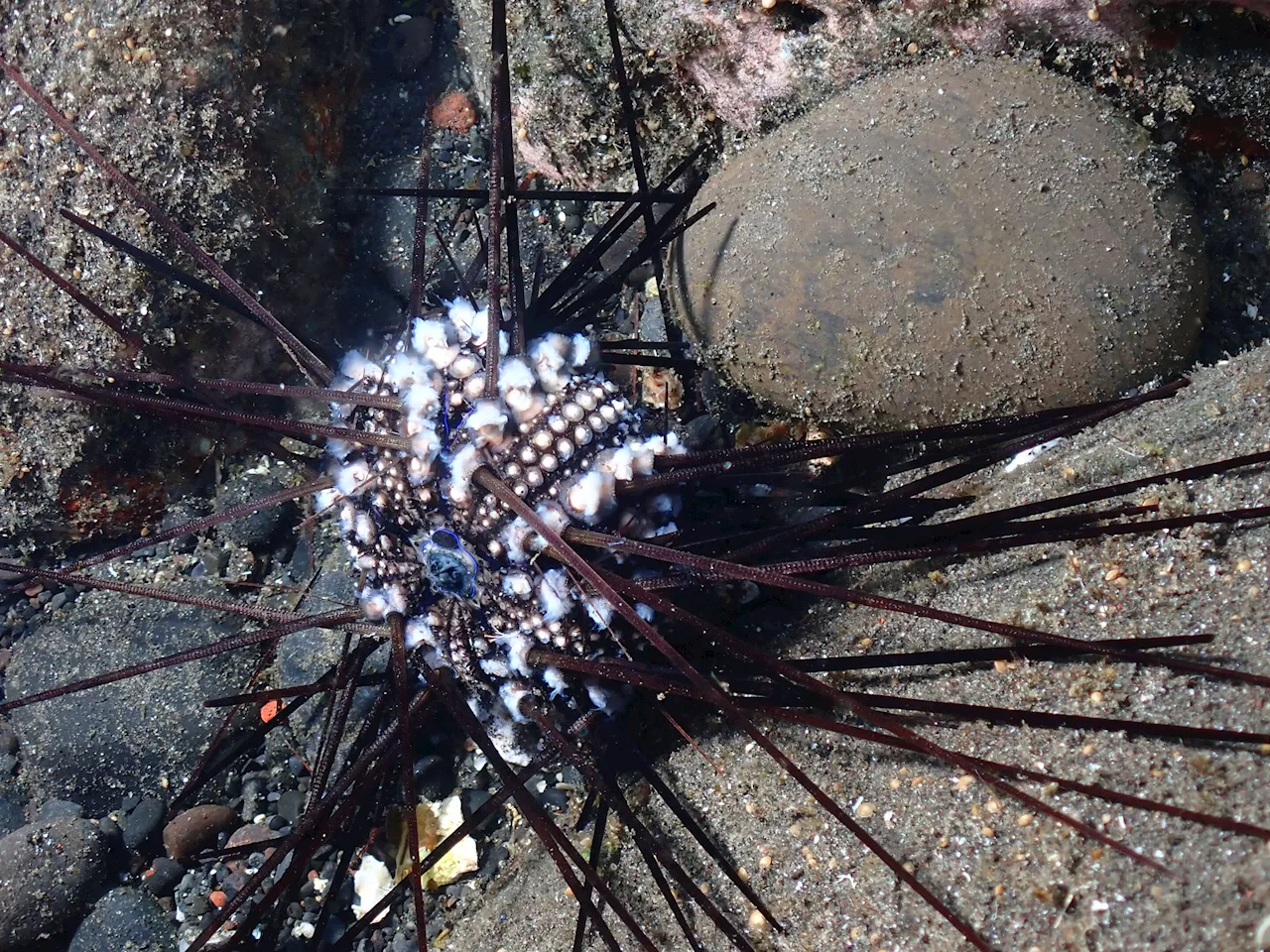 Researchers identify the pathogen causing sea urchin mass mortalities in the Red Sea