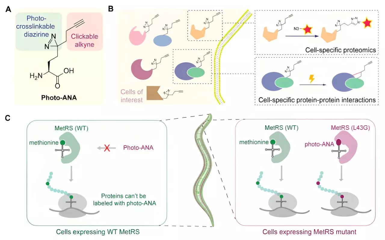 Scientists develop novel approach to interrogate tissue-specific protein–protein interactions