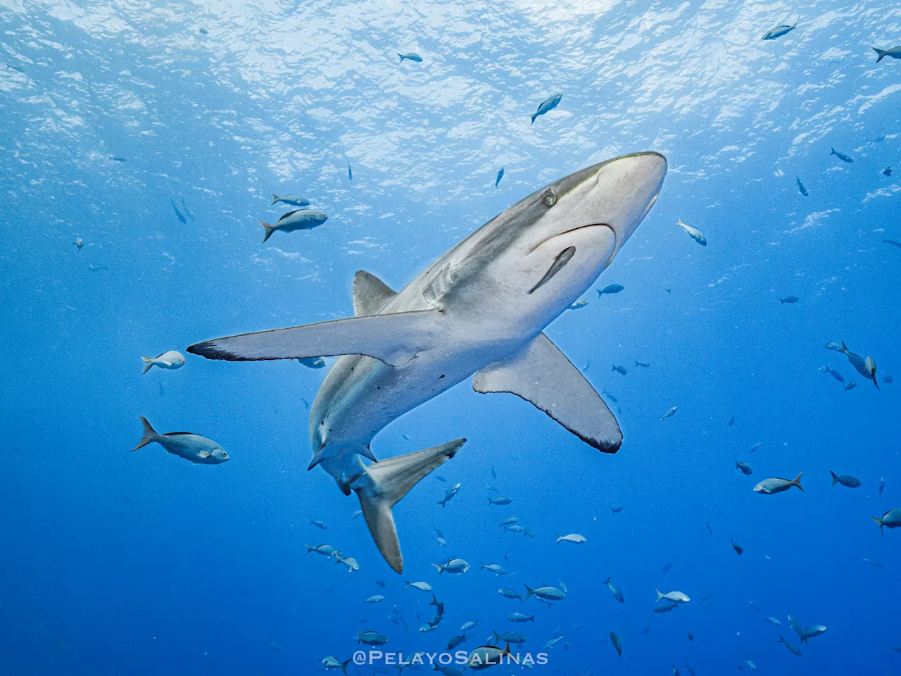 Silky shark makes record breaking migration in international waters of the Tropical Eastern Pacific