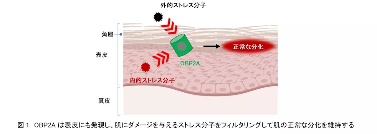 資生堂、世界初、鼻に存在するOBP2Aがヒトの肌でも発現し、匂いなどの低分子から肌を守ることを発見 ～フランス産ホワイトリリー花エキスで、環境変化の激しい現代社会においても健やかで美しい肌へ～