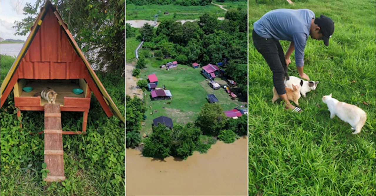 There's A Cat Island In Pahang With Over 60 Rescued Kitties You Can Play With