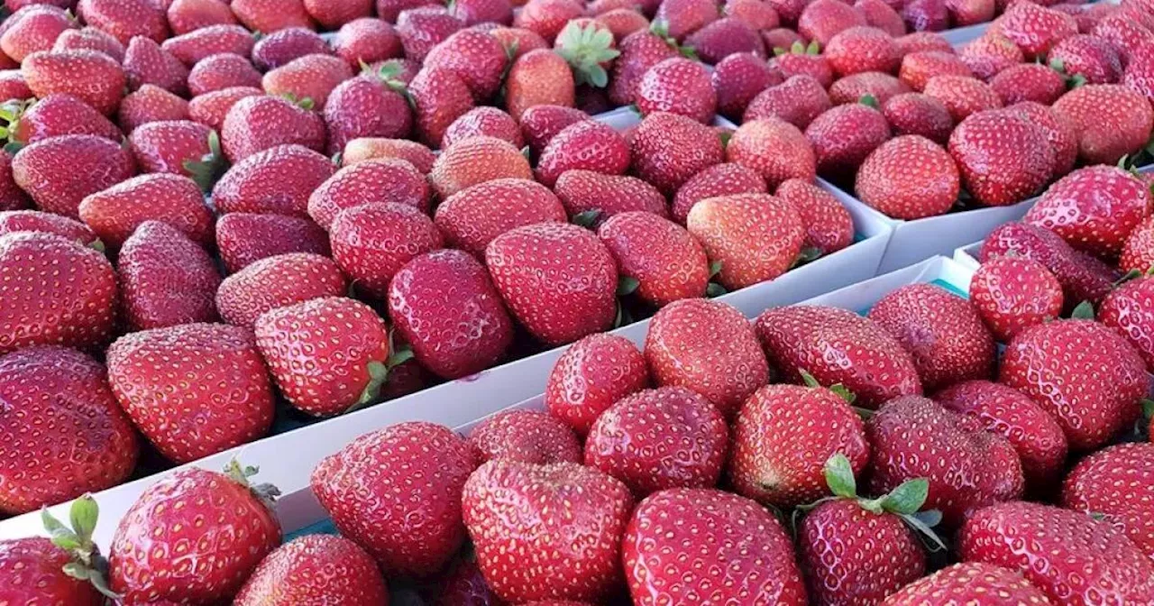 Strawberry Festival to attract thousands to downtown Vista on Sunday