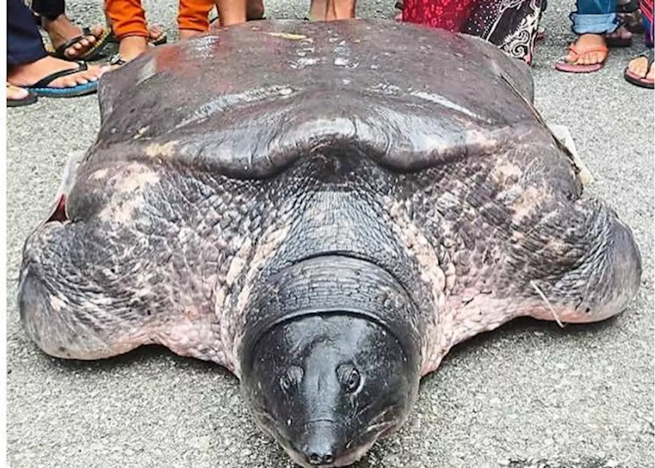 Malaysia’s giant softshell turtle on the brink of extinction