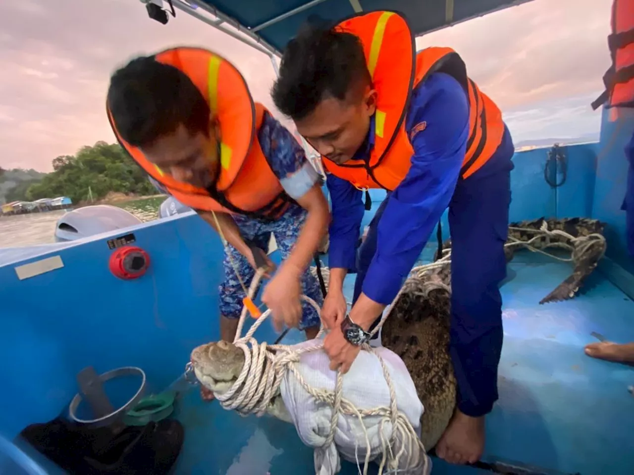 Pulau Gaya islanders catch 200kg croc lurking off KK city waters