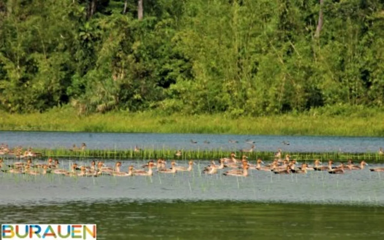 Wild ducks’ population rising in Leyte’s Mahagnao Park