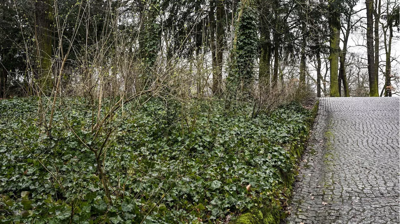 Tigerpython wurde tot abgelegt: Obduktionsbericht zu Würgeschlange in Berliner Hasenheide