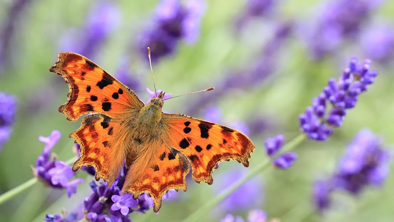 Five ways you can help save Britain’s wildlife this summer