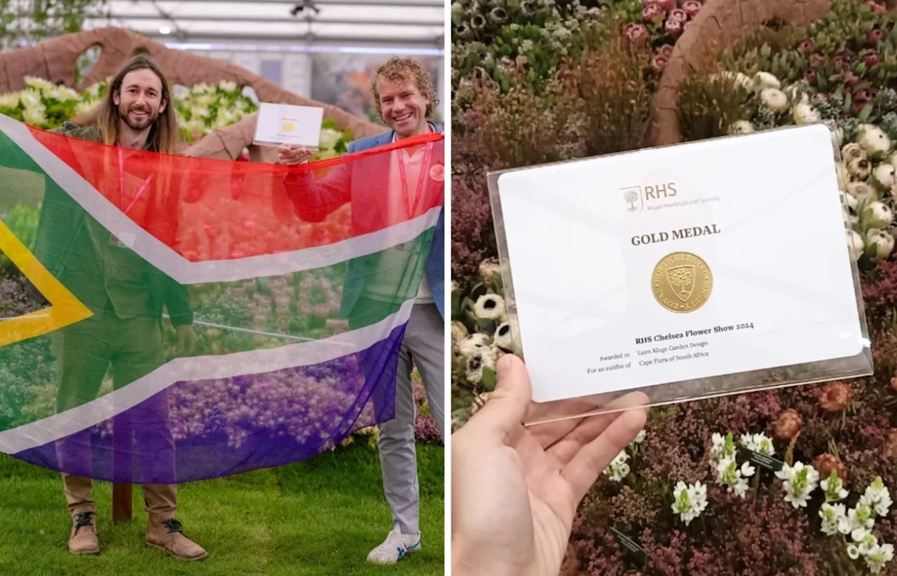 Fynbos: Cape Flora SA wins BIG at 2024 Chelsea Flower Show