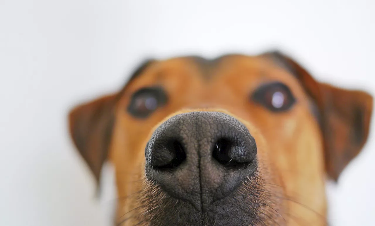 Sniffing out a solution: Can dogs detect malaria?