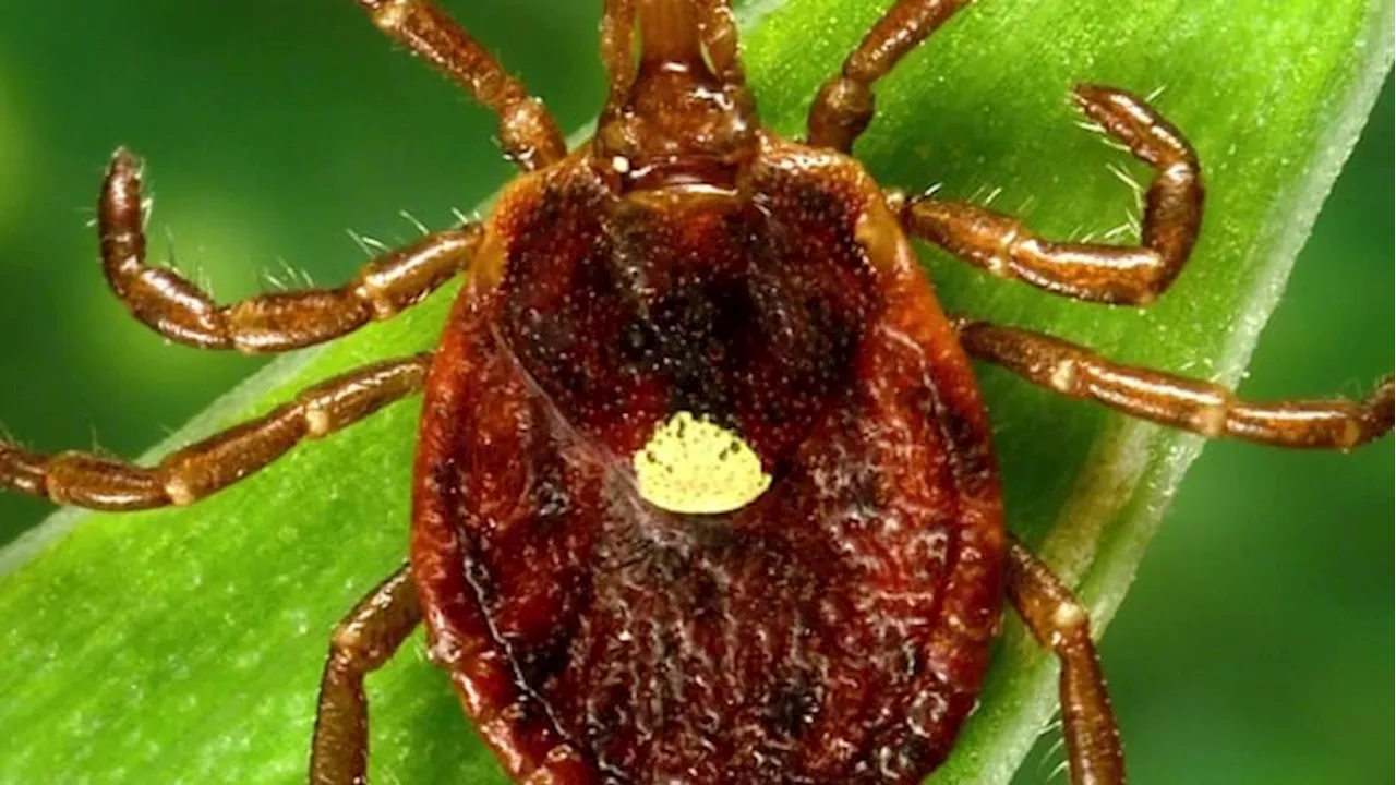 A lone star tick can give you a disease that makes you allergic to meat. Know how to spot it before it bites.