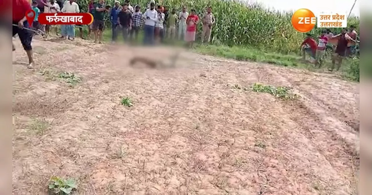 Farrukhabad Video: मक्का के खेत में पहुंचा मगरमच्छ, फिर गांववालों ने रस्सी से बांधकर देखिए क्या किया?