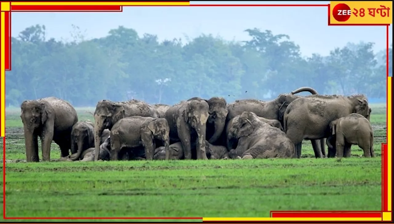 Jhargram: কীভাবে হবে ভোটগ্রহণ? ১০০ দাঁতাল দাপিয়ে বেড়াচ্ছে গোটা ঝাড়গ্রাম...