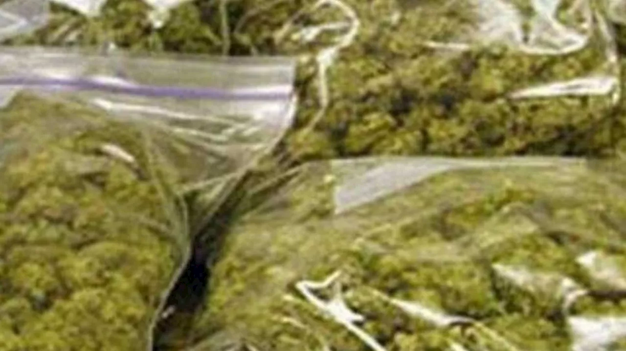 Marijuana Seized: ലോഡ്ജിൽ മുറിയെടുത്ത് കഞ്ചാവ് വിൽപന; ഒരാൾ അറസ്റ്റിൽ, രണ്ടുപേർ ഒളിവിൽ