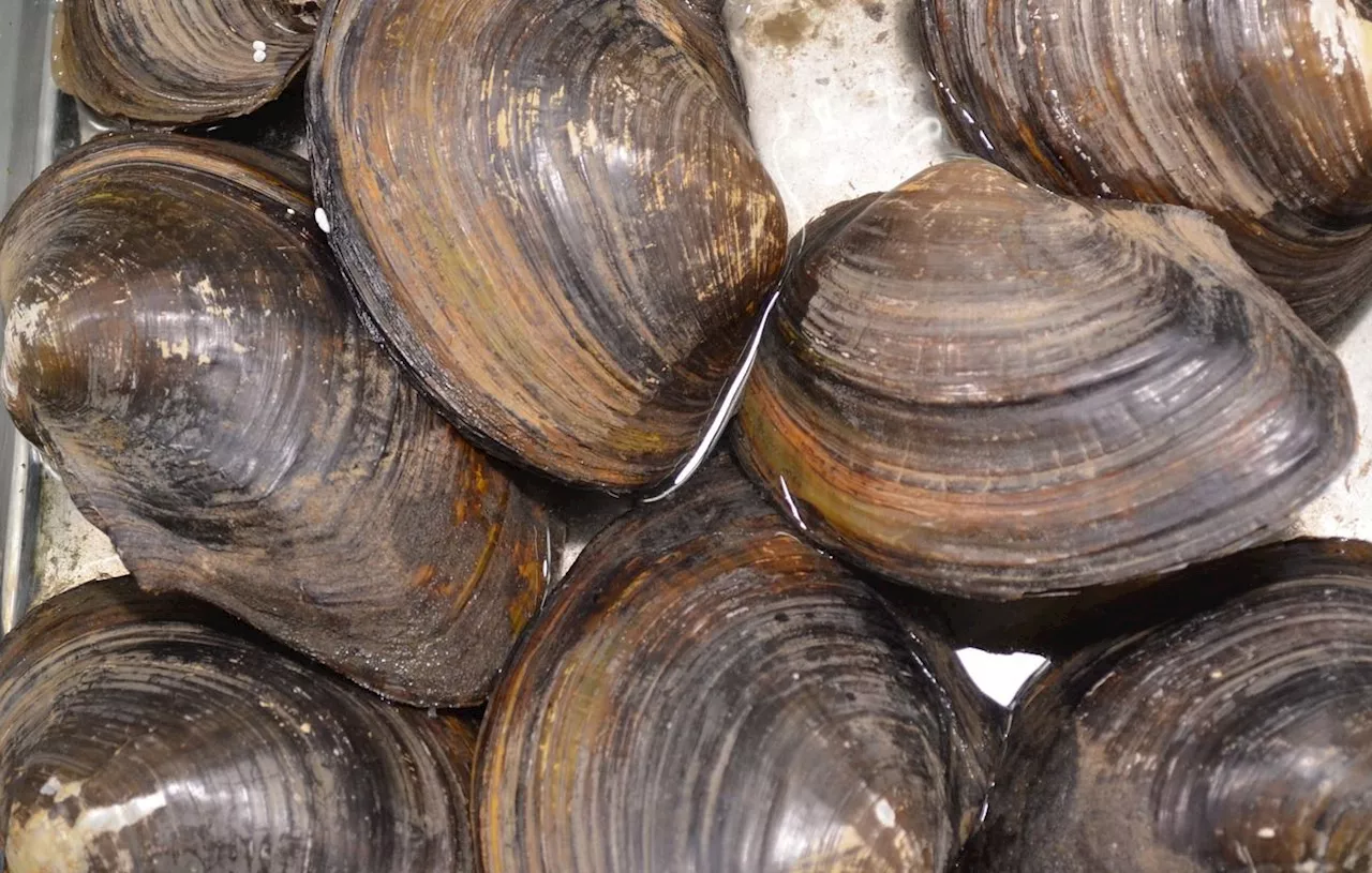 Salmonelle : Rappel de fruits de mer vendus chez Carrefour, Auchan et Super U