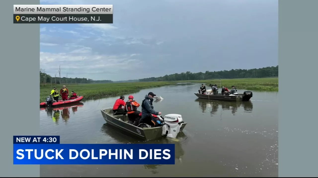 Dolphin stranded in small creek in Cape May County dies during rescue attempt