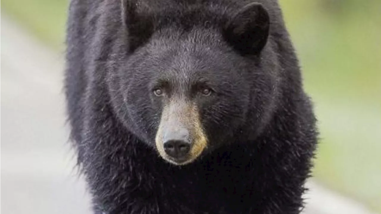 Person out for walk in Steamboat Springs gets swiped from behind by a bear