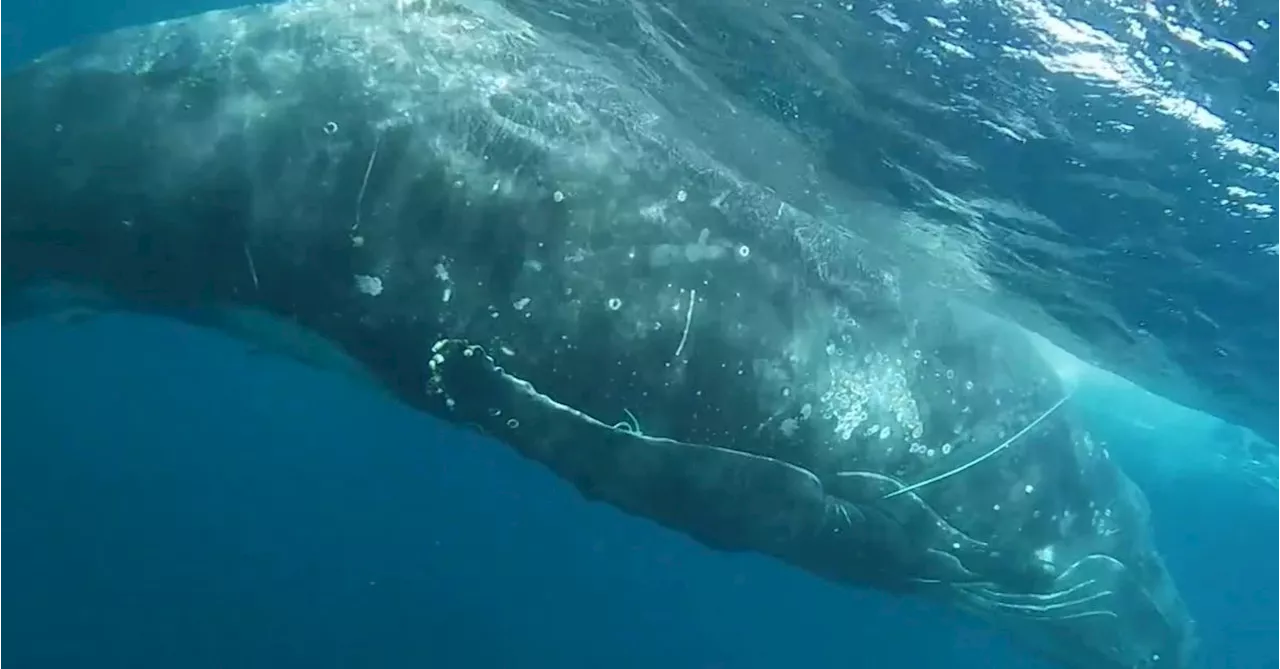 Humpback whale freed after overnight rescue mission near Perth