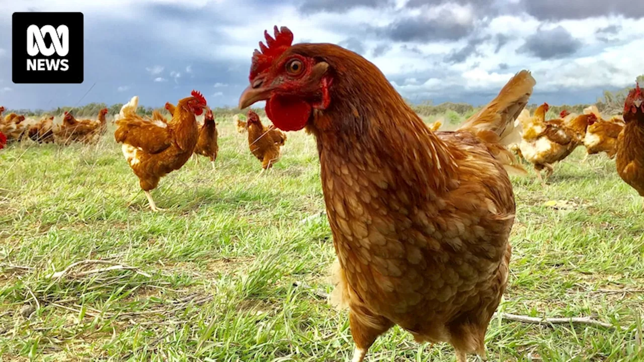 Bird flu spread fears mean 500,000 chickens must be culled