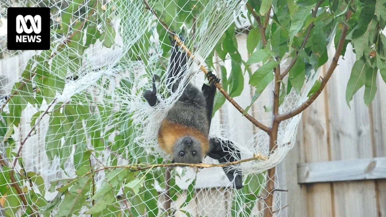 Fruit tree netting that can entangle flying foxes and birds now banned in Canberra backyards and fines apply