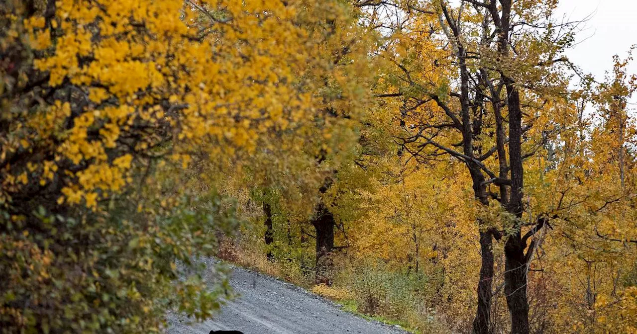 OPINION: Living with bears in Anchorage