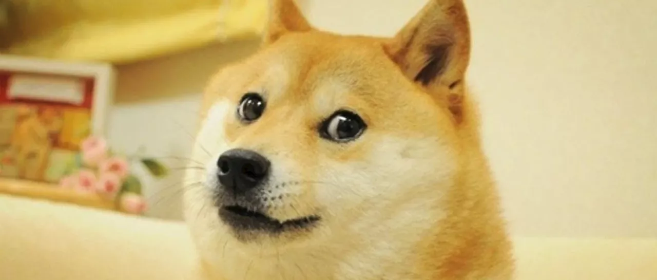 Muere Kabosu, el perro de los memes “doge”