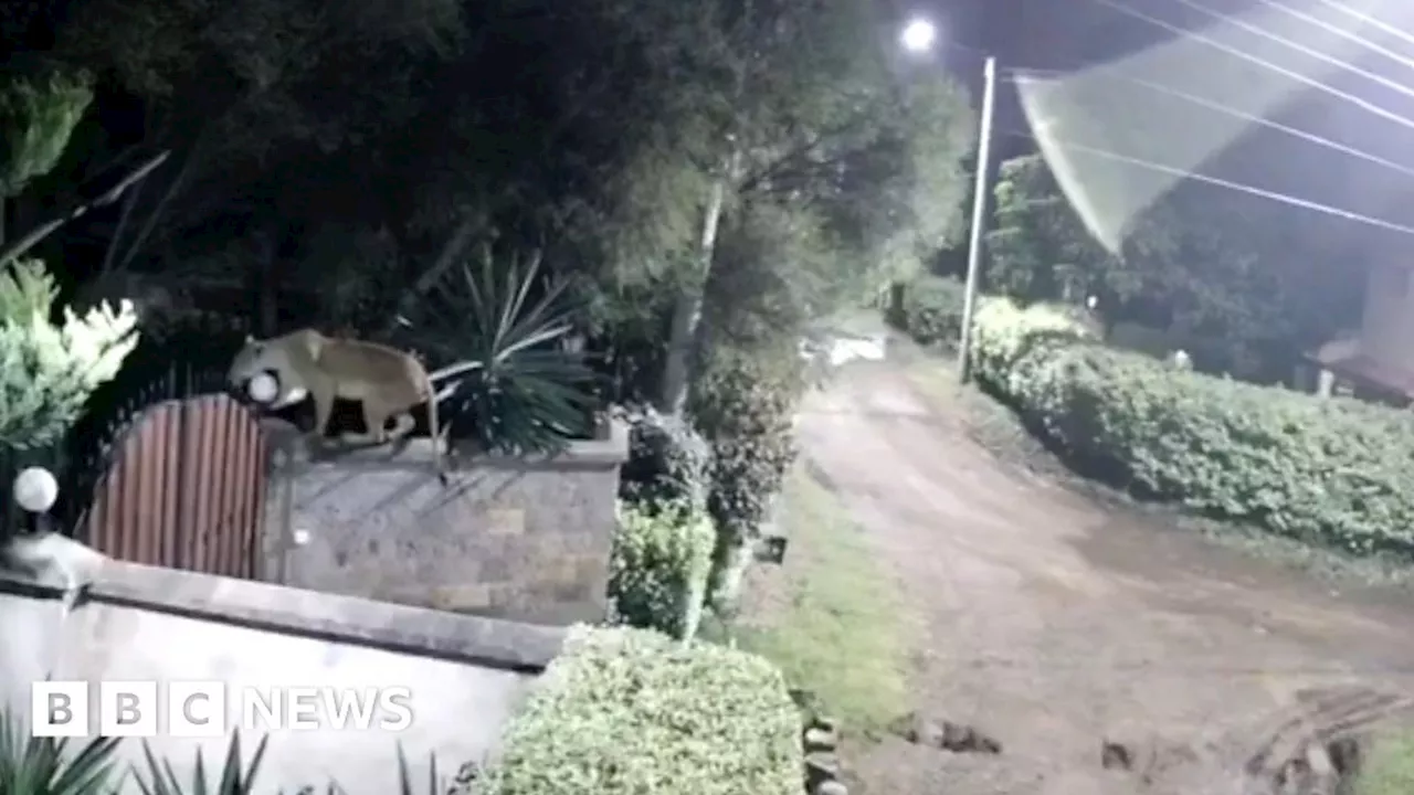 Kenyan lion takes dog from Nairobi family home