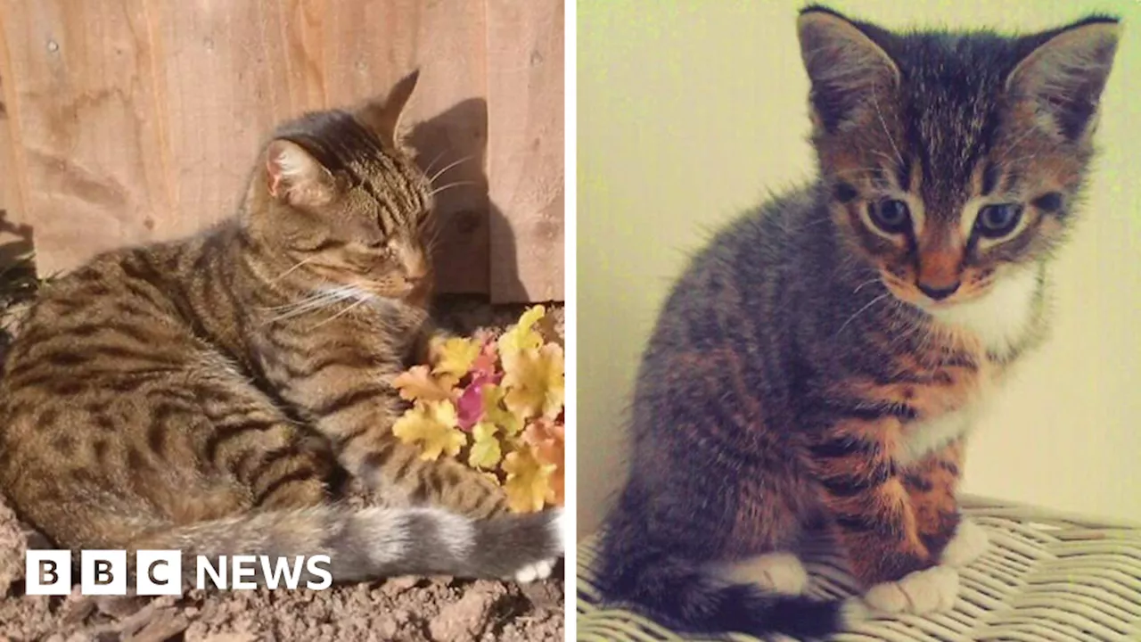 Missing Coventry cat found after vanishing for 11 years