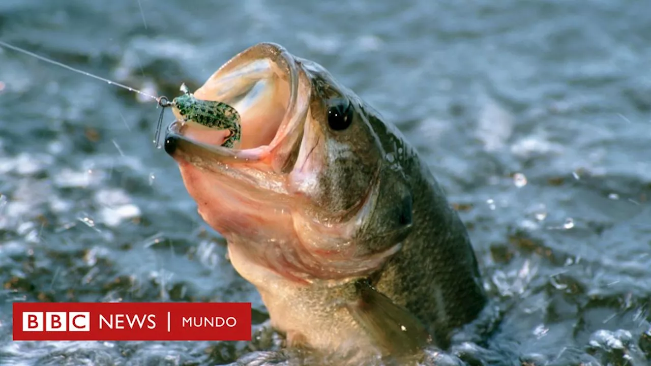 Cambio climático: por qué los peces se están achicando y cómo puede afectarnos este fenómeno