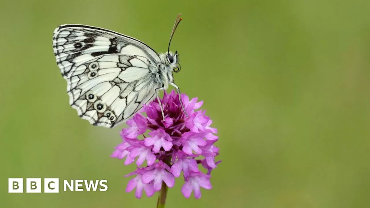 Cambridge museum's butterfly art aims to spark climate change conversation