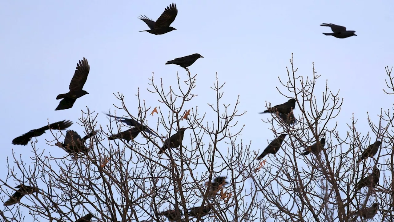 Crows can count up to four, a new study finds