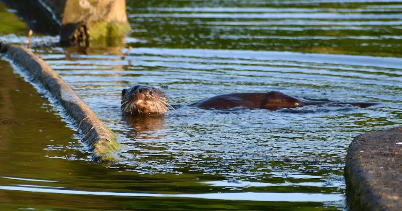 Surprise sighting of otter in East Kilbride loch