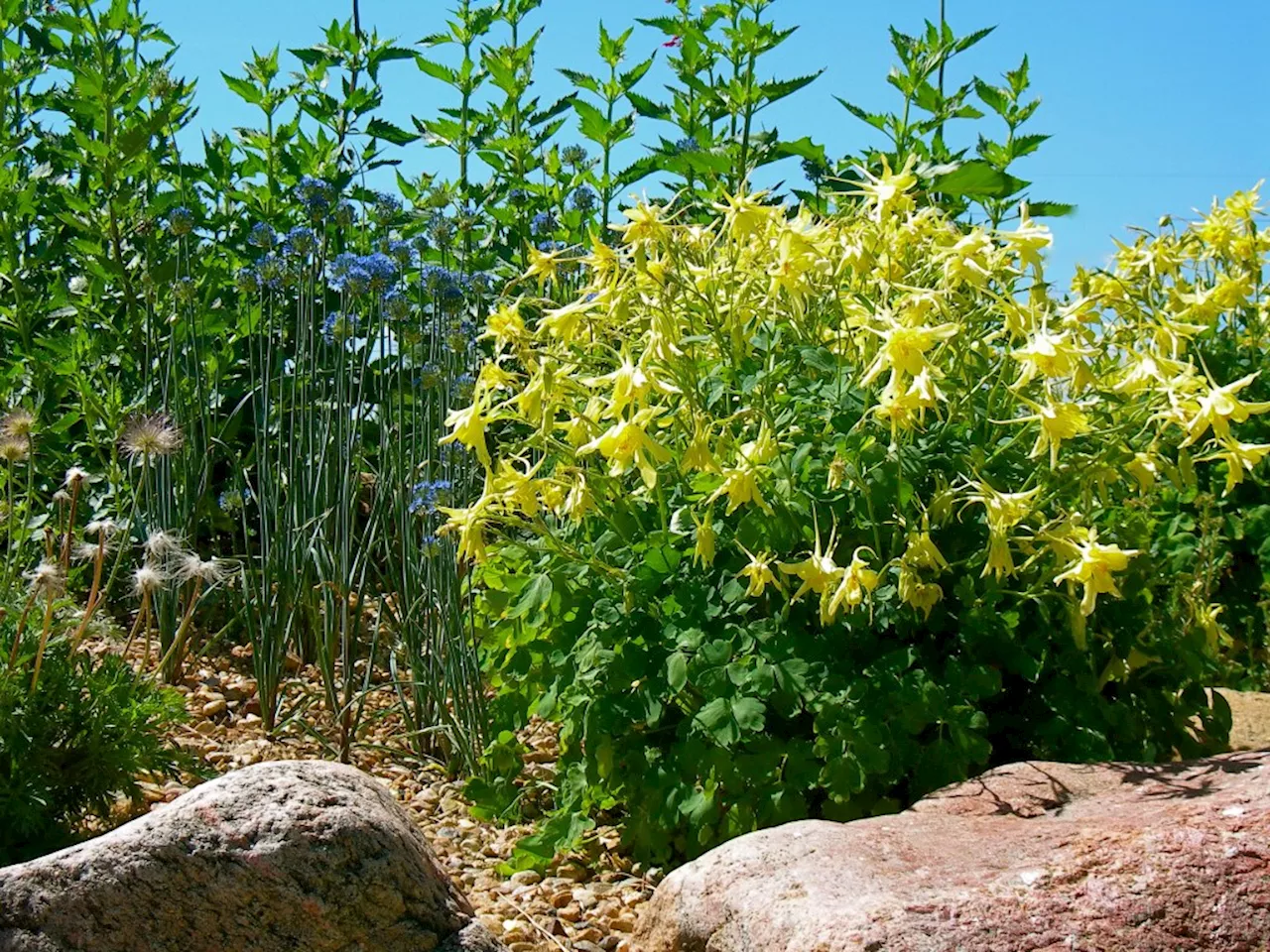 Gardening: June is the month for native plant sharing at local swaps