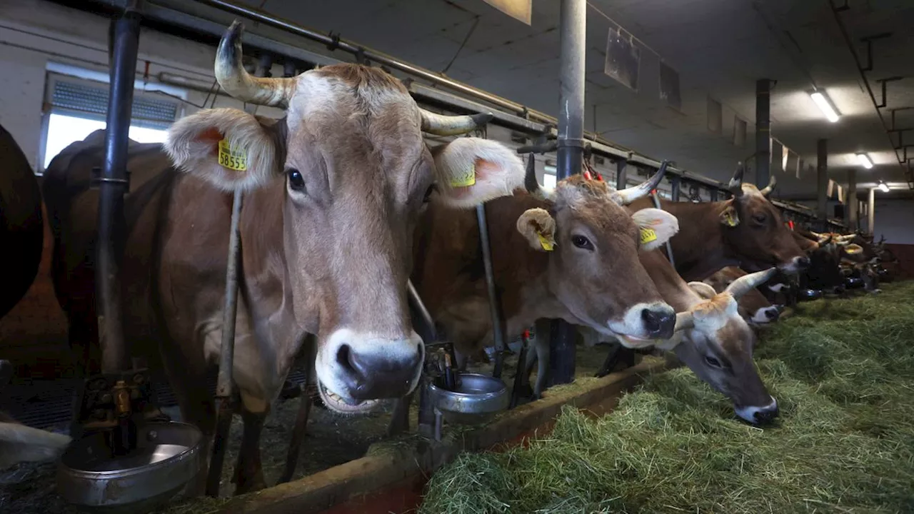 Neuer Gesetzentwurf: Kabinett bringt strengere Tierschutzvorgaben auf den Weg