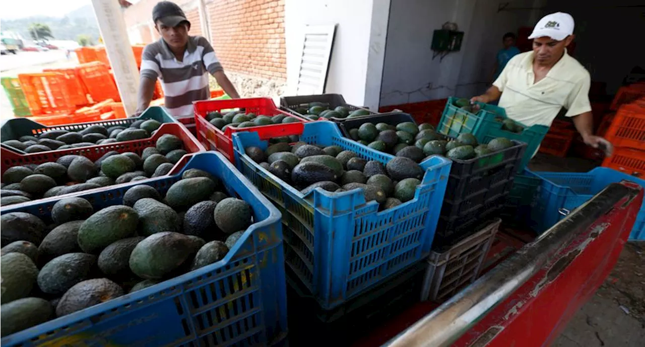 FGR investiga robo de 40 toneladas de aguacate en Michoacán